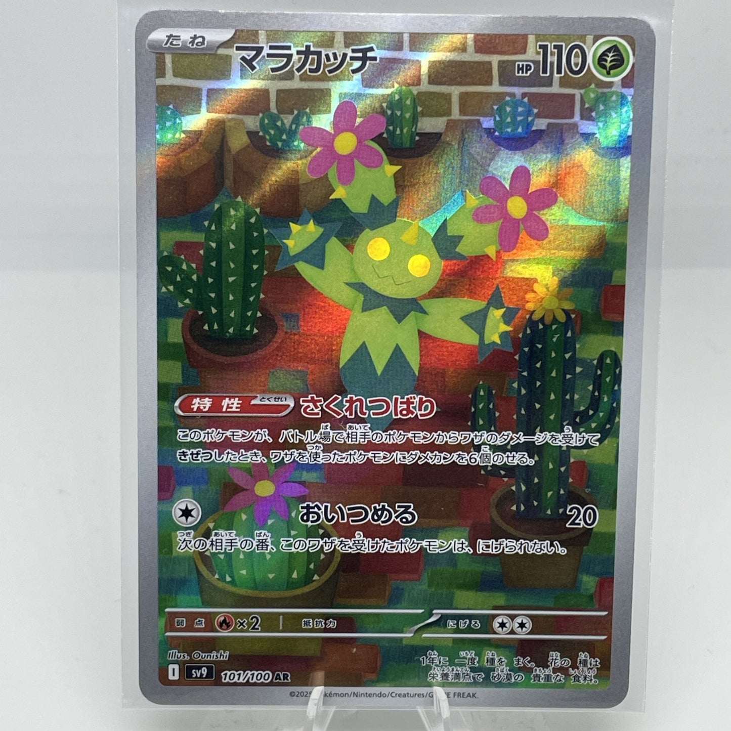 Maractus 101/100